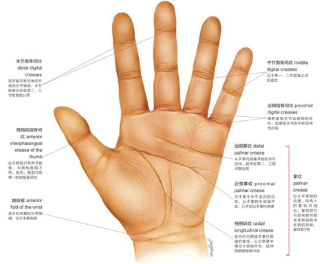 手指 手相|手相基础：几种重要的手纹图解